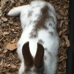 Meet your Posher, Benjamin